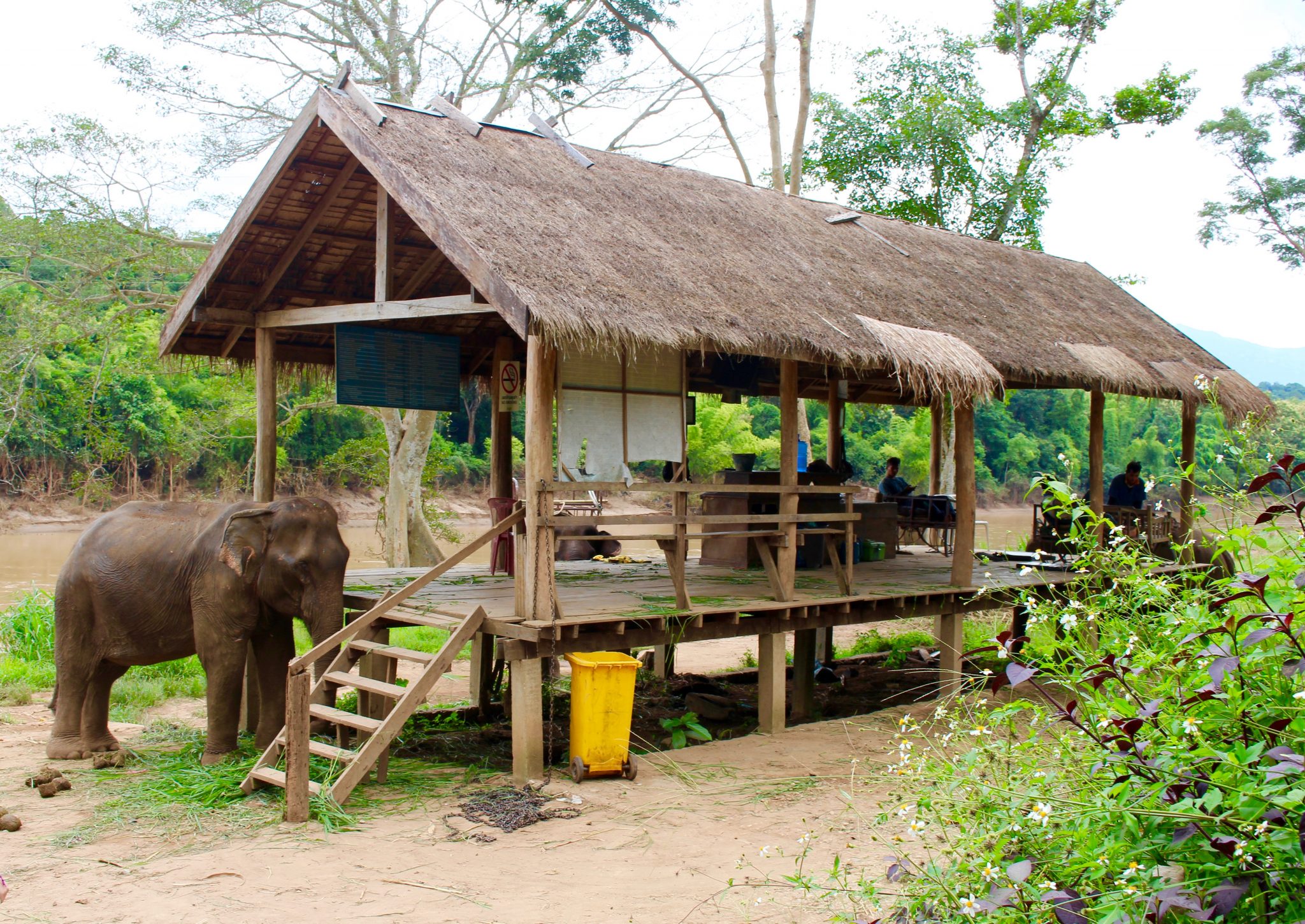 Luang Prabang - see the elephants