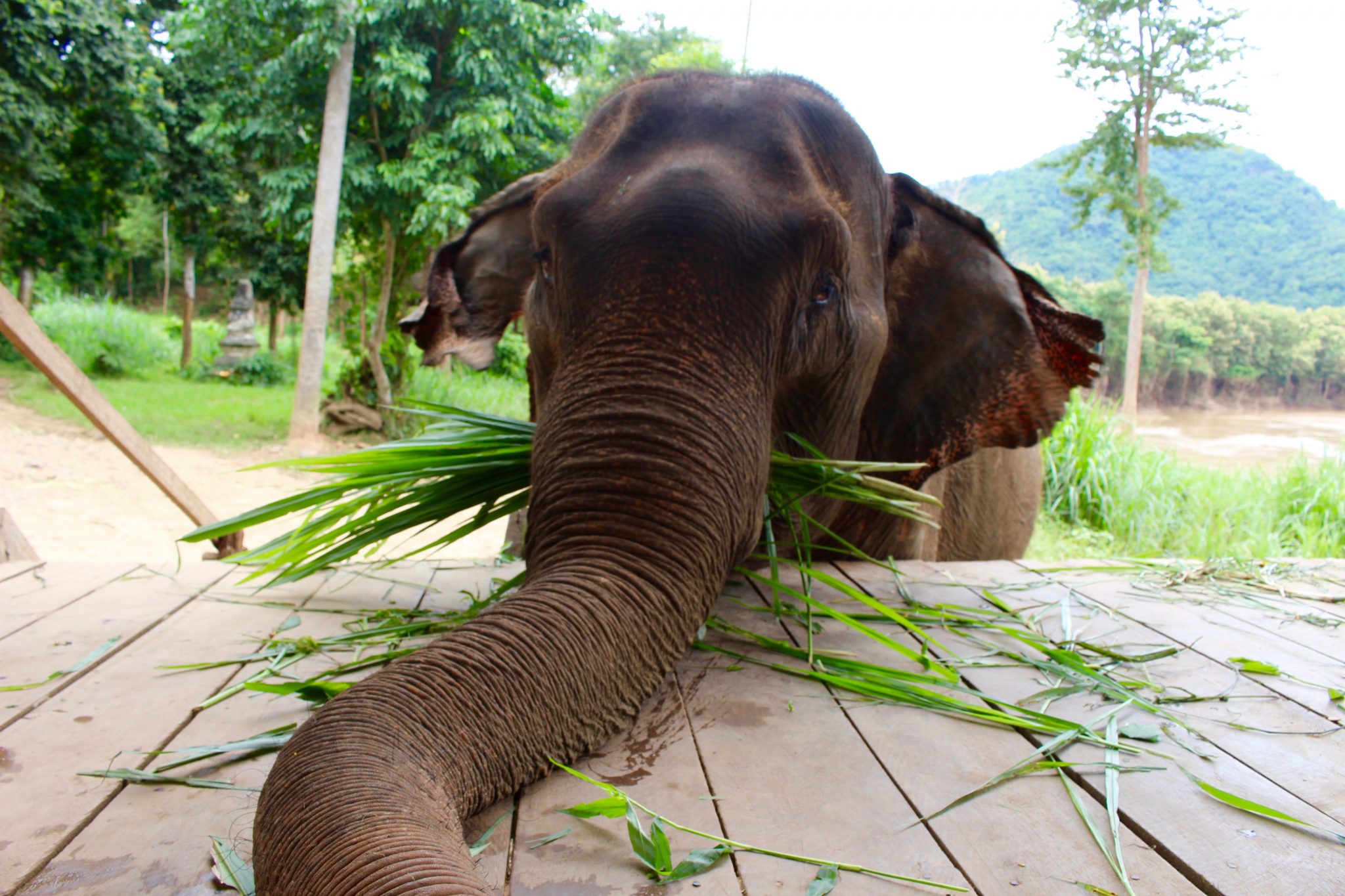 Luang Prabang - visit Elephant Camp