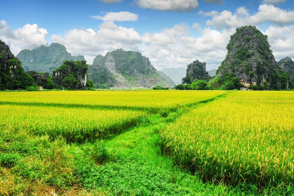 Hanoi to Ninh Binh to see rice paddies