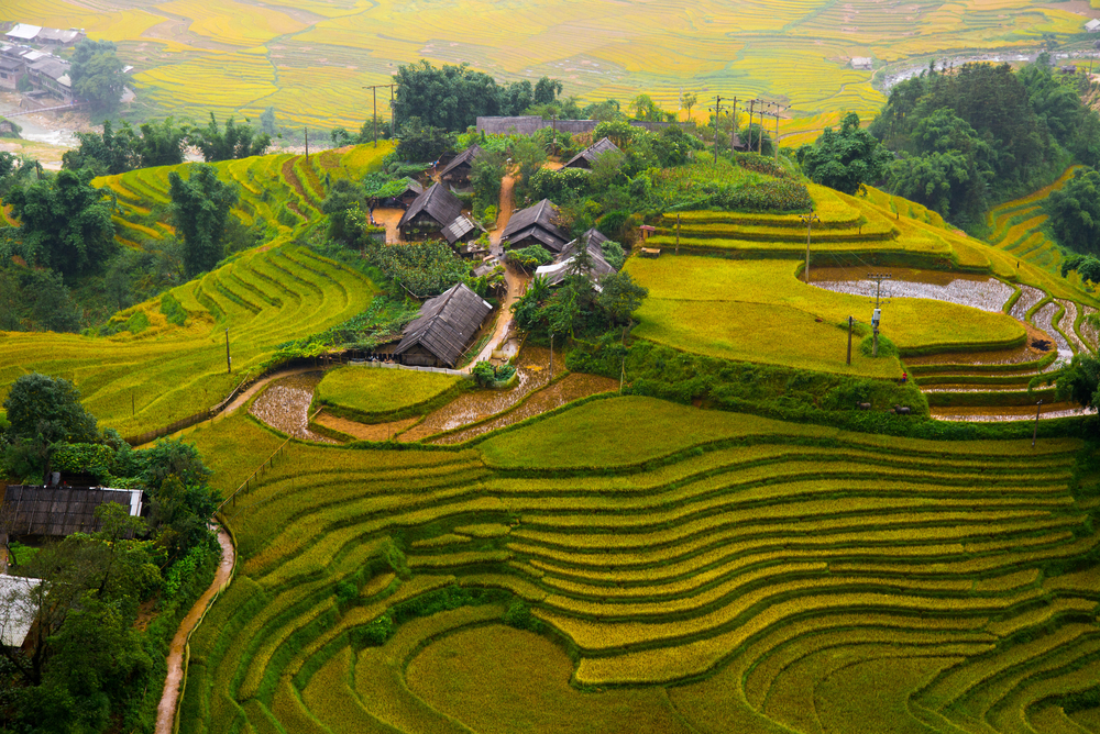 Hanoi to Sapa - rice terraces 3