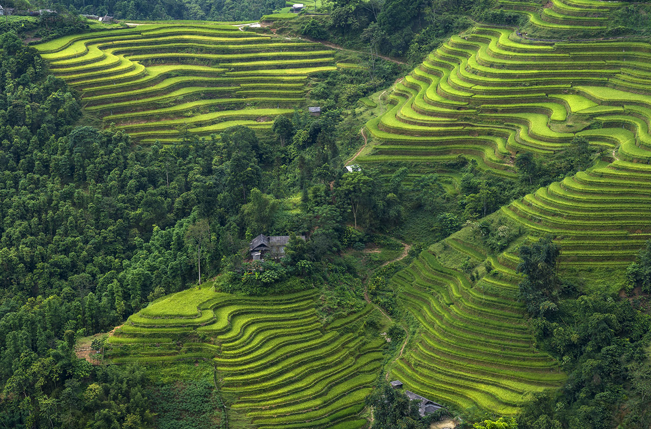 Ha Giang - rice terraces of Hoang Su Phi