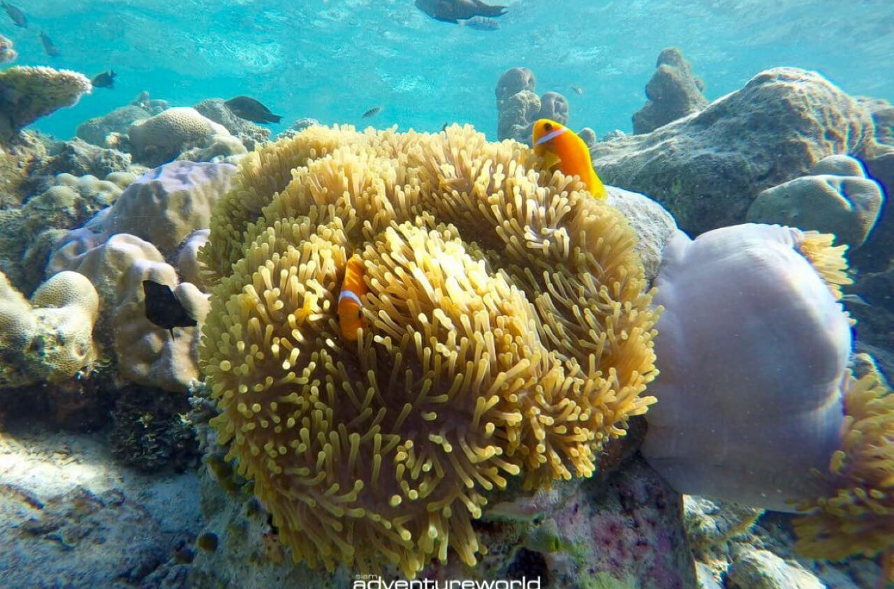 Book your boat tour in Thailand