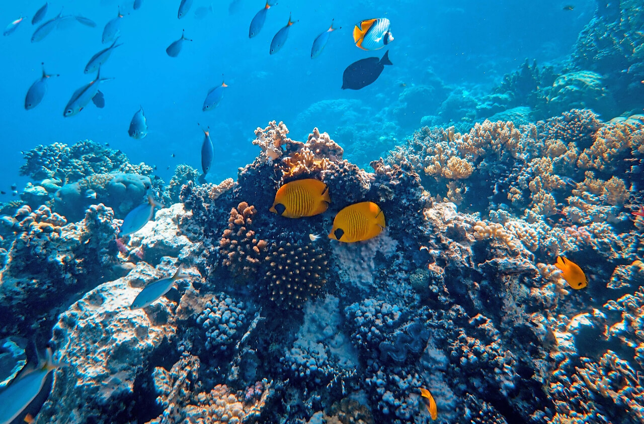 Book your boat tour in Thailand