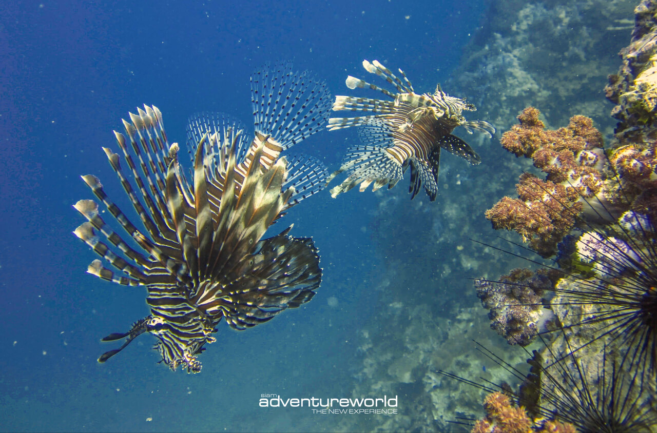 Book your boat tour in Thailand