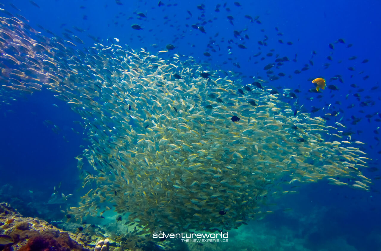 Book your boat tour in Thailand