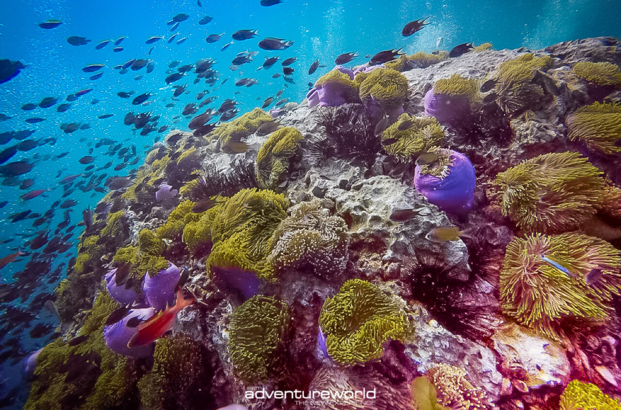 Book your boat tour in Thailand