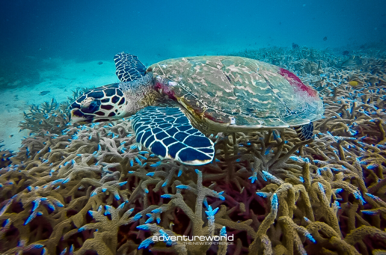 Book your boat tour in Thailand